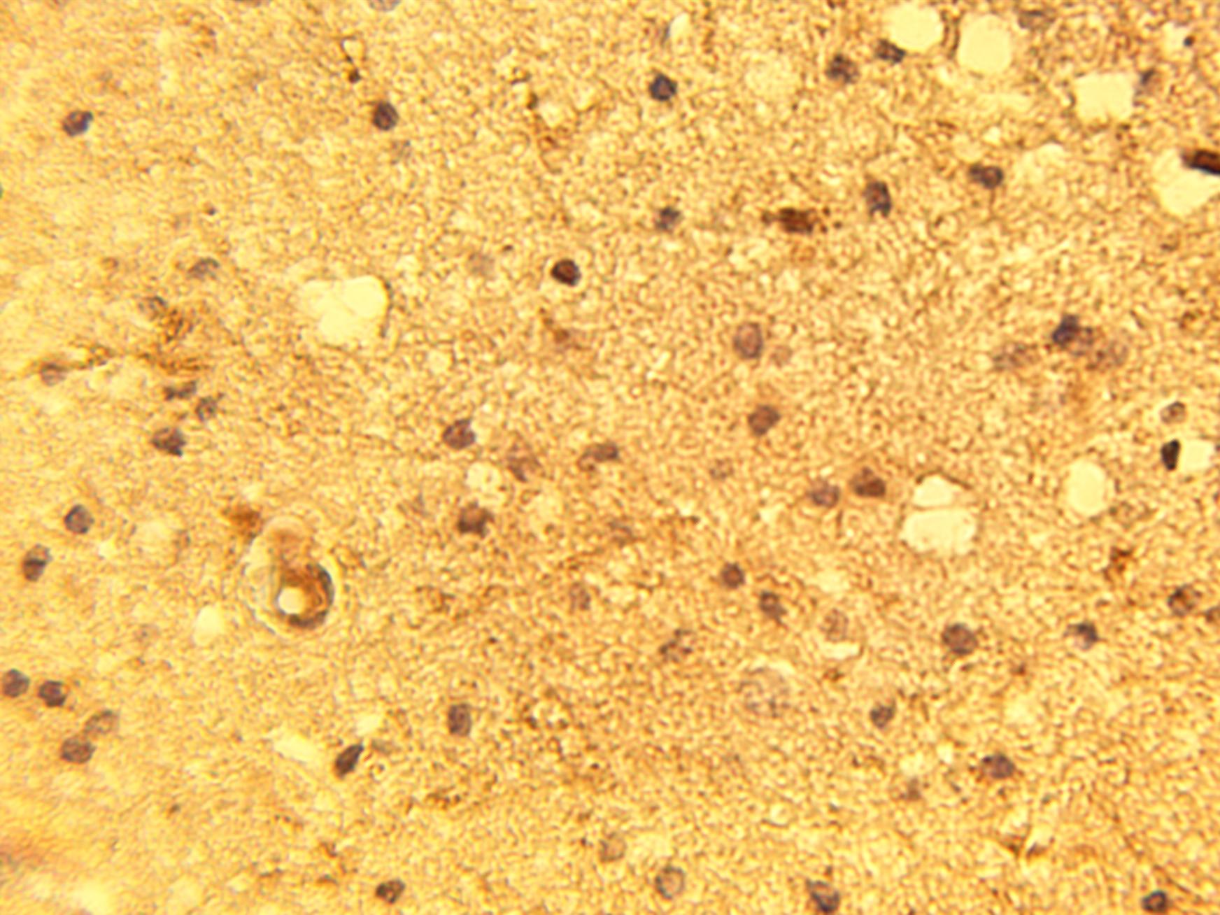 Immunohistochemical staining of normal human brain tissue using P2Y13 antibody (Cat. No. X2373P) at 15 µg/ml